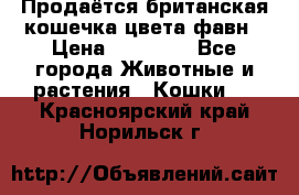 Продаётся британская кошечка цвета фавн › Цена ­ 10 000 - Все города Животные и растения » Кошки   . Красноярский край,Норильск г.